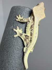 Șopârla subadult și pui crested gecko/gecko cu creasta/reptila