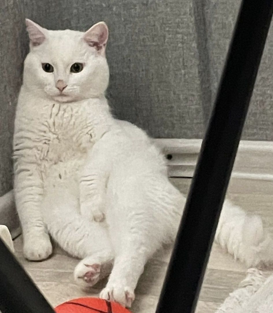 Срочно ищет любящую семью кот