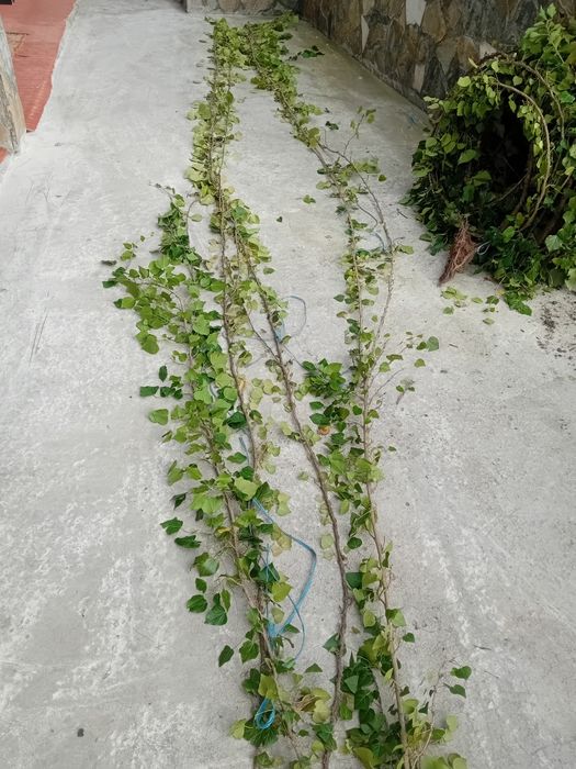 Vând iederă curgătoare plantă cu frunza veșnic verde