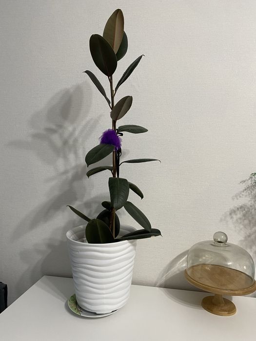 Фикус  7 000 тг. Цена за 1 цветок