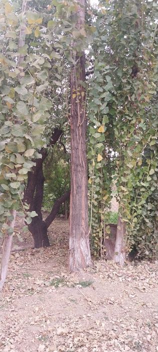 Терак сотилади терак