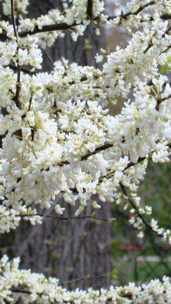 Cercis Chinensis Shirobana