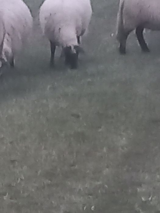 Oi de vânzare tinere