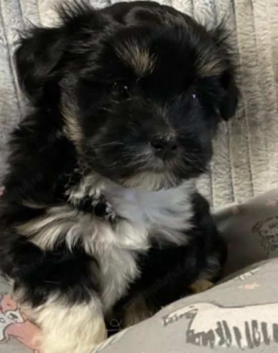 Bichon  havanez  baietel 550 lei