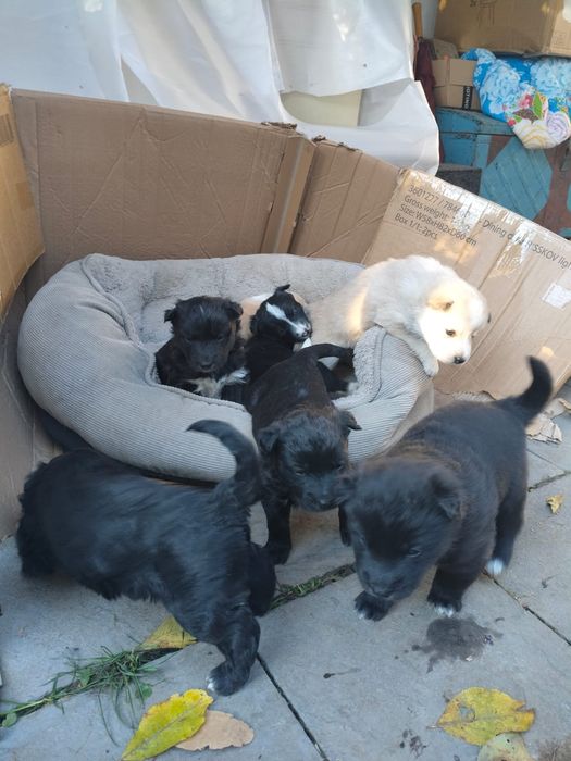 Donez pui metis drăguți și jucausi