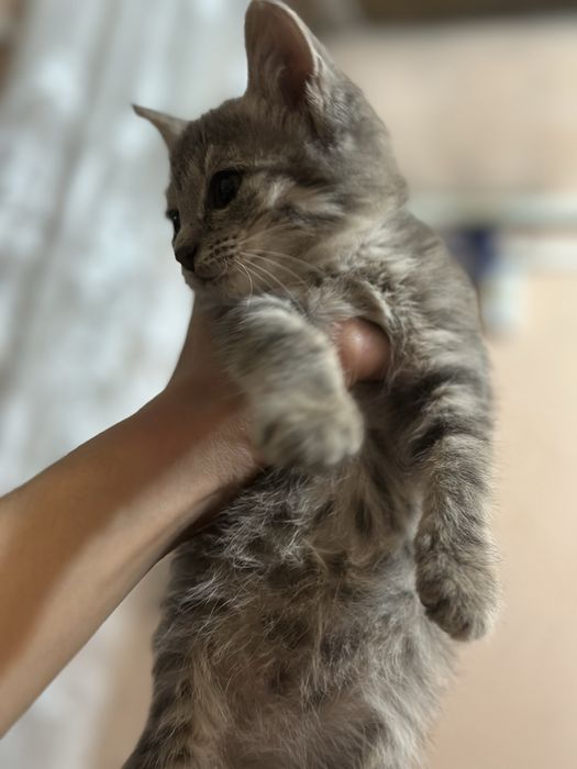 Котенок в добрые руки