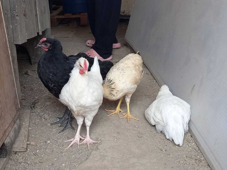 Brahma Gold Laced, Australorp negru, Lohman Brown