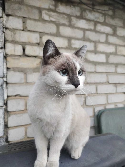 Отдам взрослую кошку