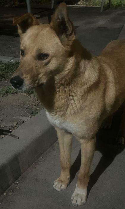 Красивый рыжий кобель на охрану