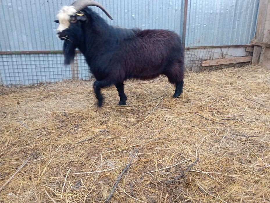 Продам козлов  на племя