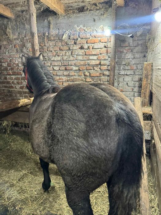 Mânză sură de vanzare