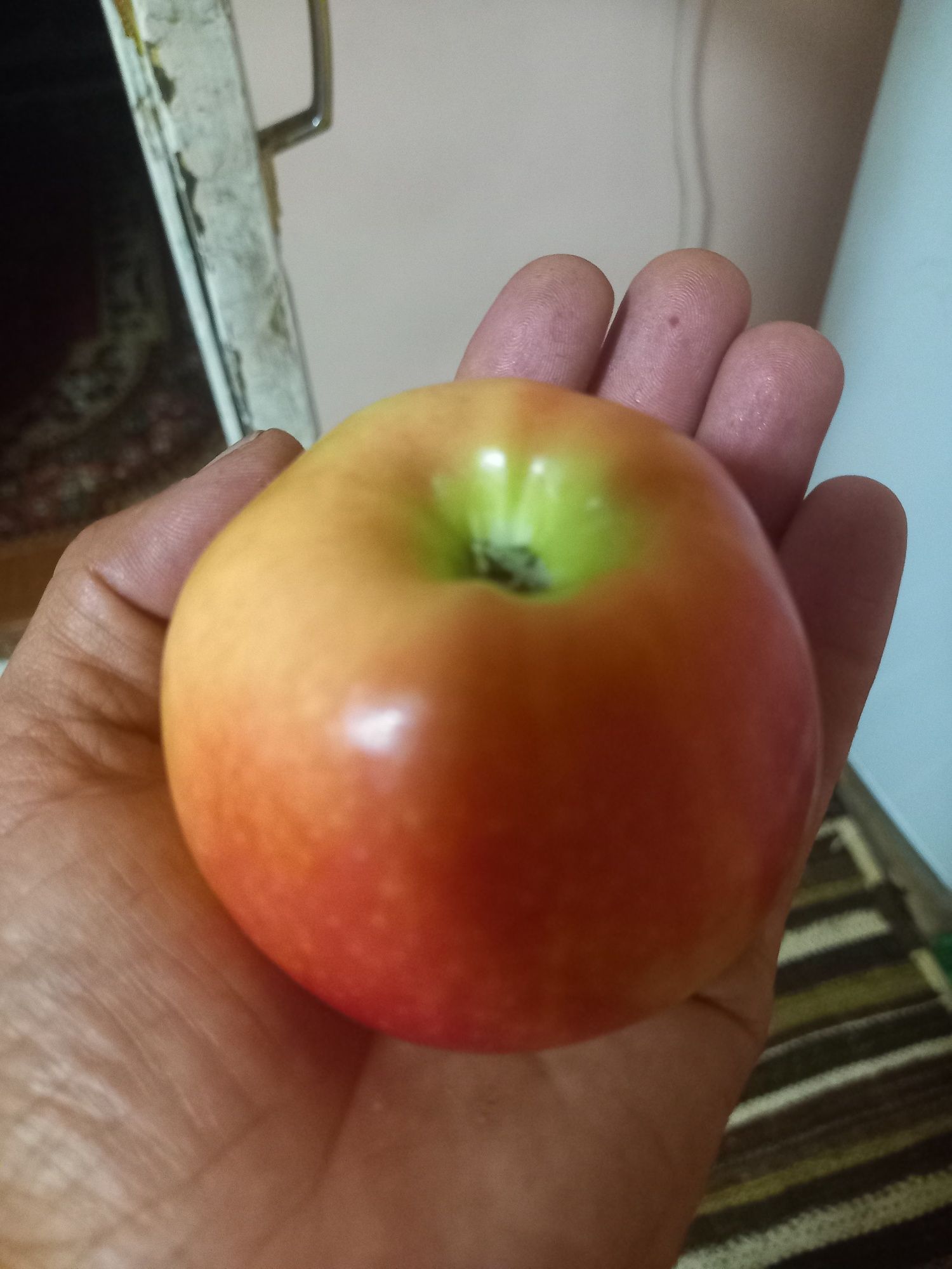 Nihol ko'chatlari. Aniq sort