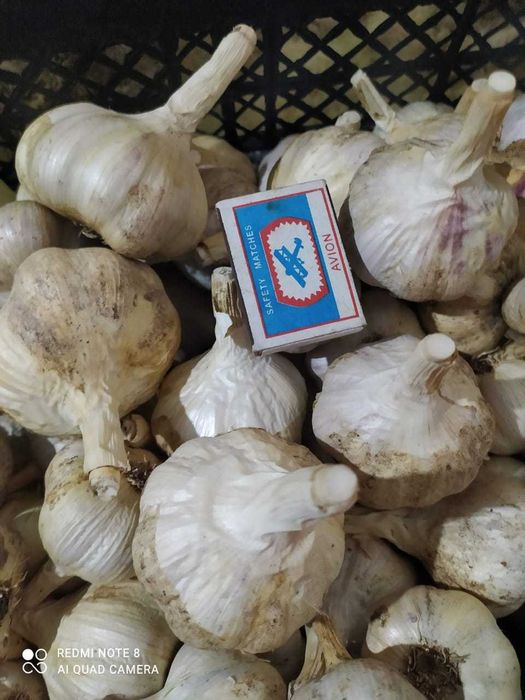 Домашний сортовой чеснок