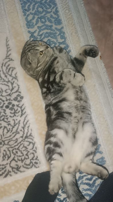 Отдам кота возраст 1год