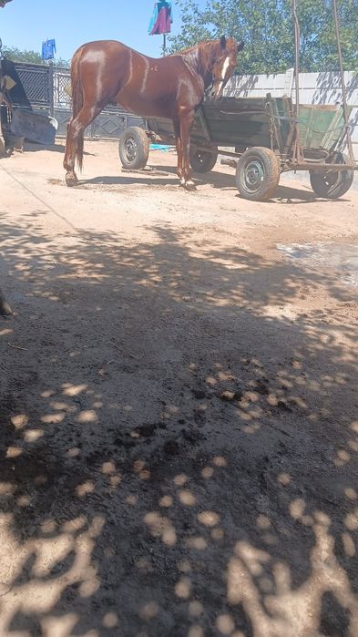 De vânzare cal iute