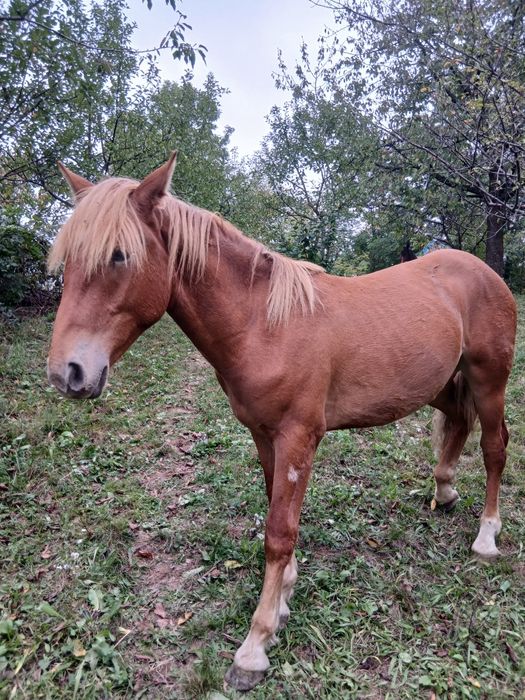 Vând mânz 1,3 ani!