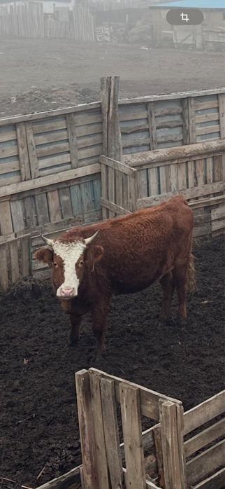 Соғымға Дәмді Қашарлар бар!!