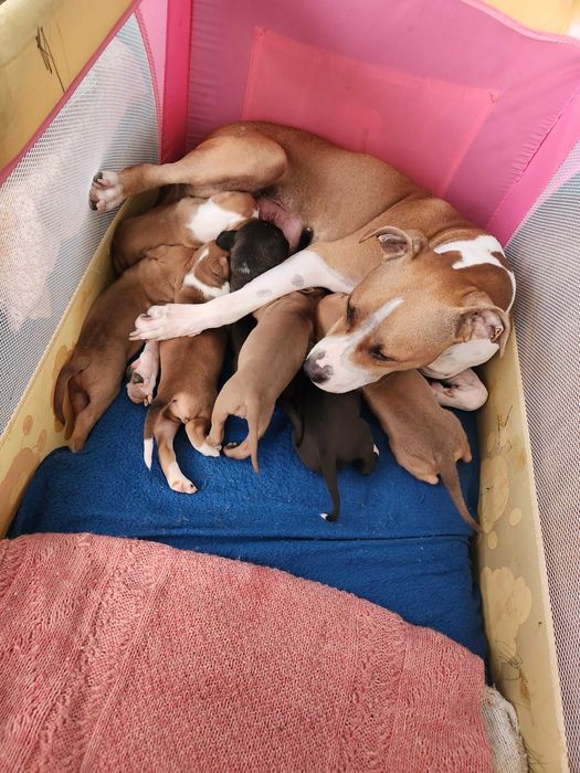 Американски питбул