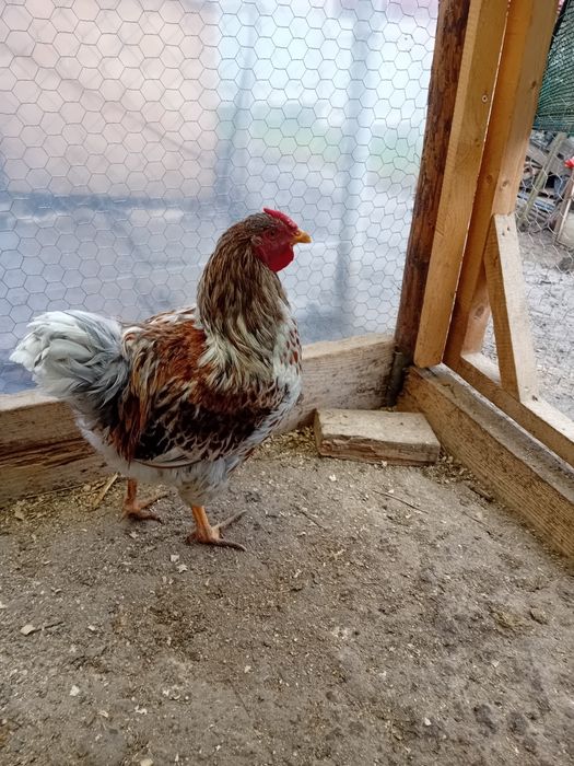 Cocoși Wyndotte splash