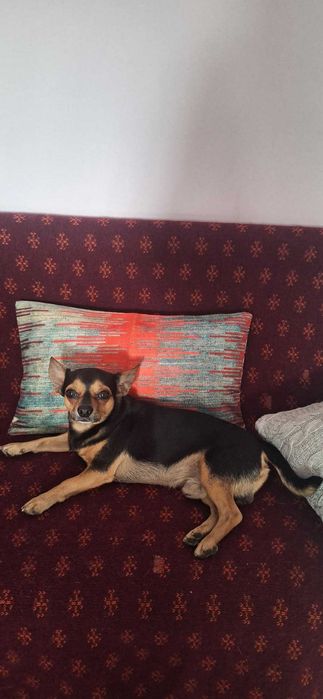 Очаровательный кобелёк ищет невесту