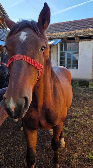 Vând cal in comuna Bolvasnita