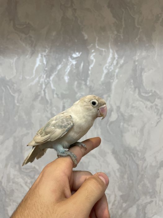 ручной неразлучник сотилади