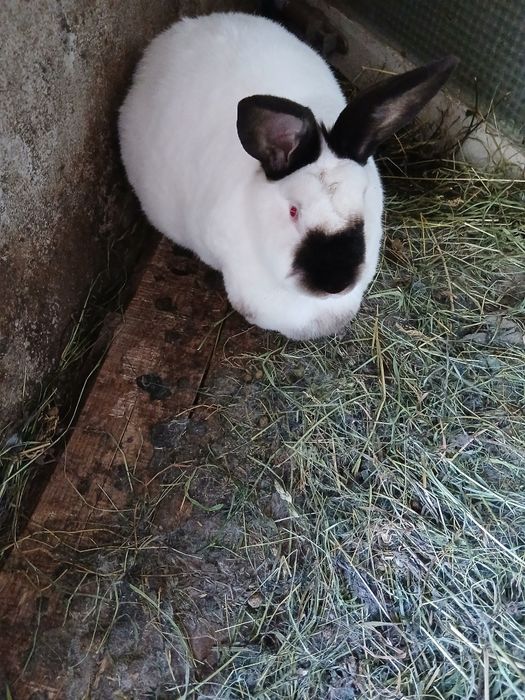 Vând iepurași si iepuroaica californian