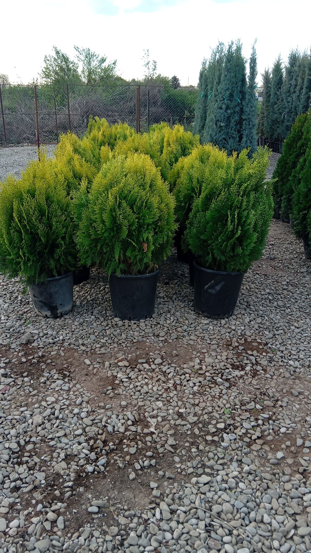 Plante ornamentale decorative