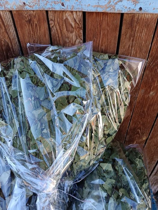 Веники для бани ,берёза