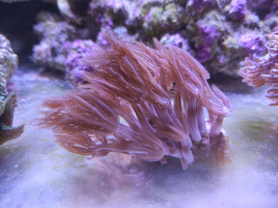 Живой морской коралл