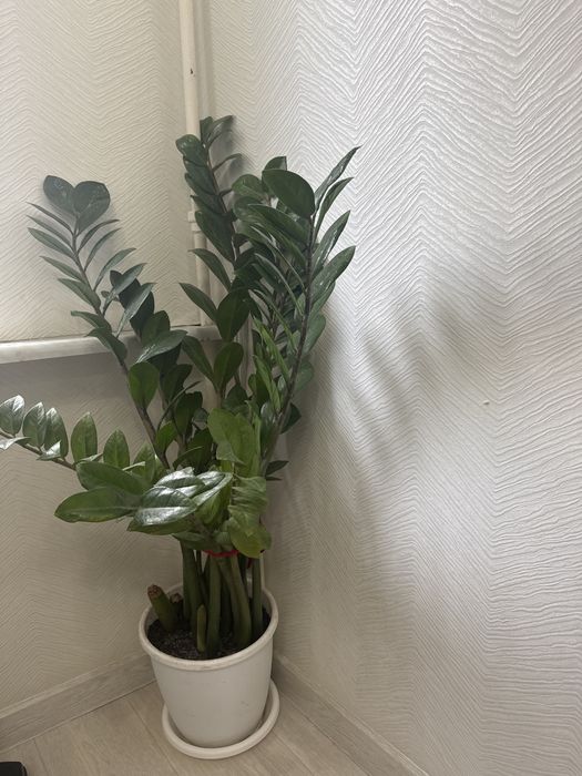 Продается замиокулькас, Долларовое дерево 3 горшка