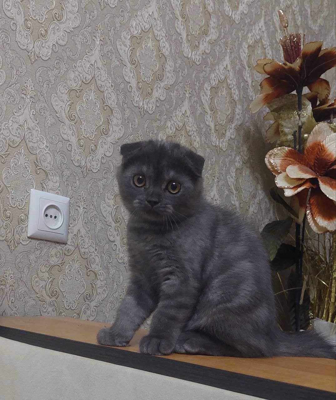 Шотландский фолд мушукчалар сотилади