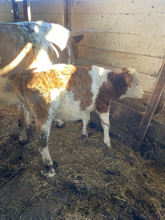 Vaca cu vițea  de vanzare