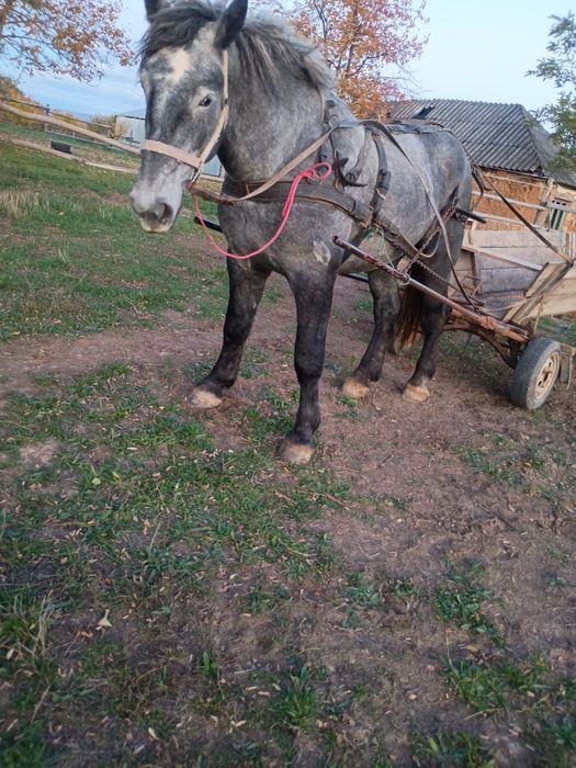 Vând mânz percheron 2 ani