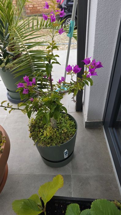 Vând bougainvillea, floare de hârtie.