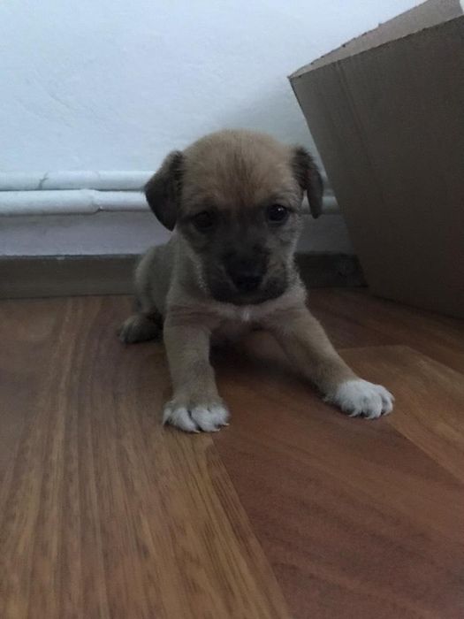 Puiut de catel, are 4 saptamani, are nevoie de o familie responsabila!