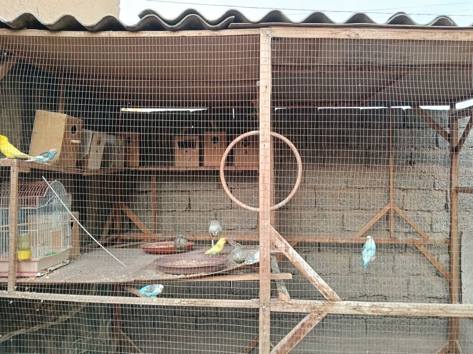 Вальер с попугаями или без попугаев