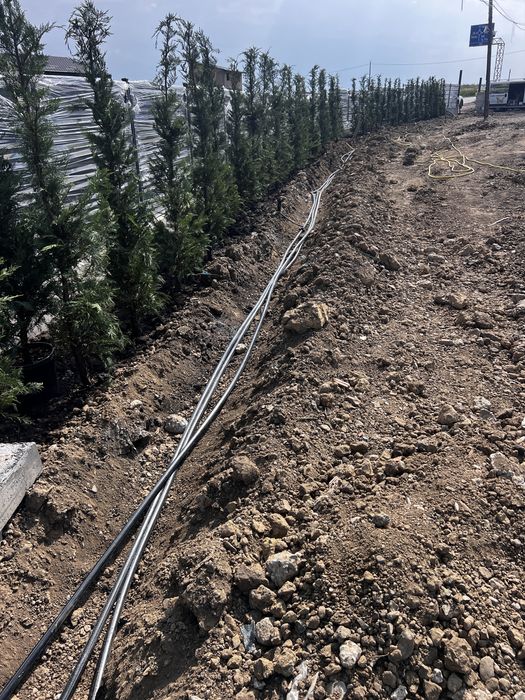 Chiparos Leylandii pentru gard viu.