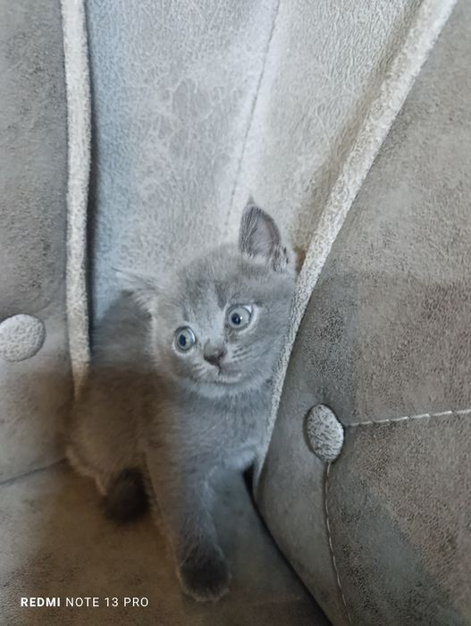 Котята британцы  и шотландцы