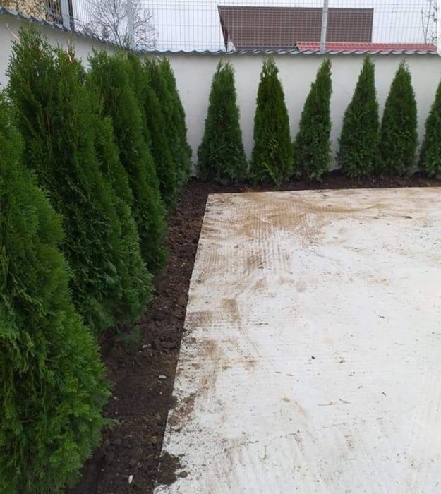 Thuja smaragd 2m +