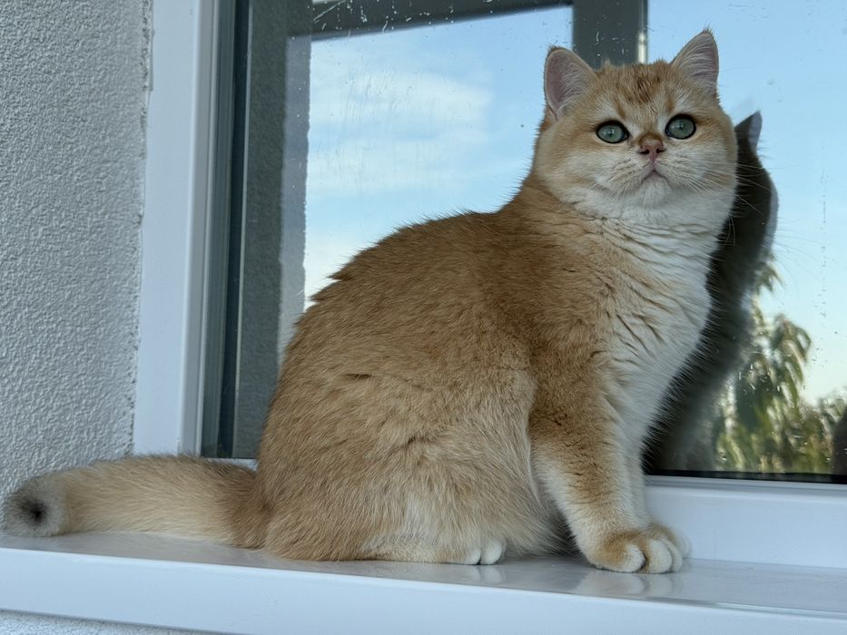 British shorthair golden