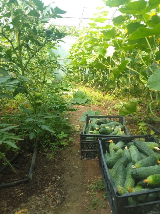 Теплица сатылады 250мың