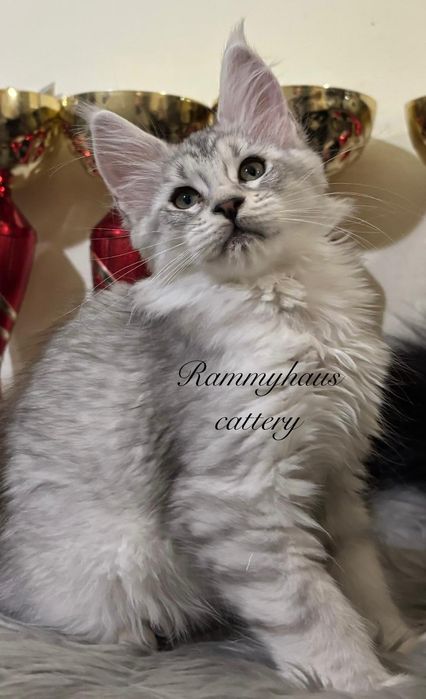 Felisa autorizata WCF, vinde pisoi cu pedigree rasa Maine coon