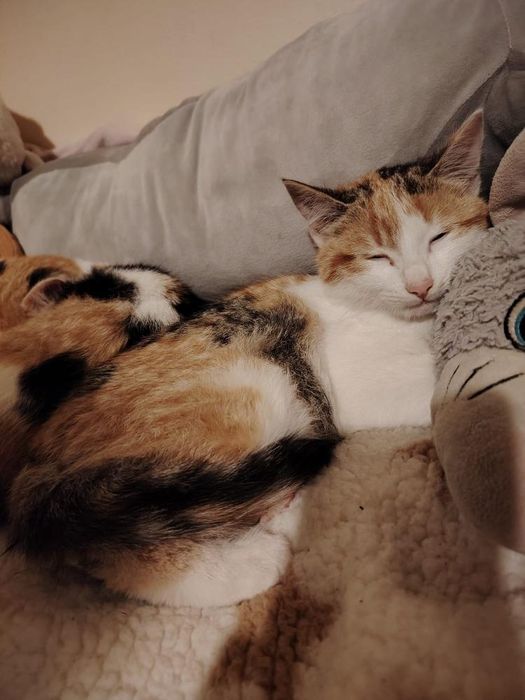 Spre adopție 2 pisicuțe surioare, zona Deva