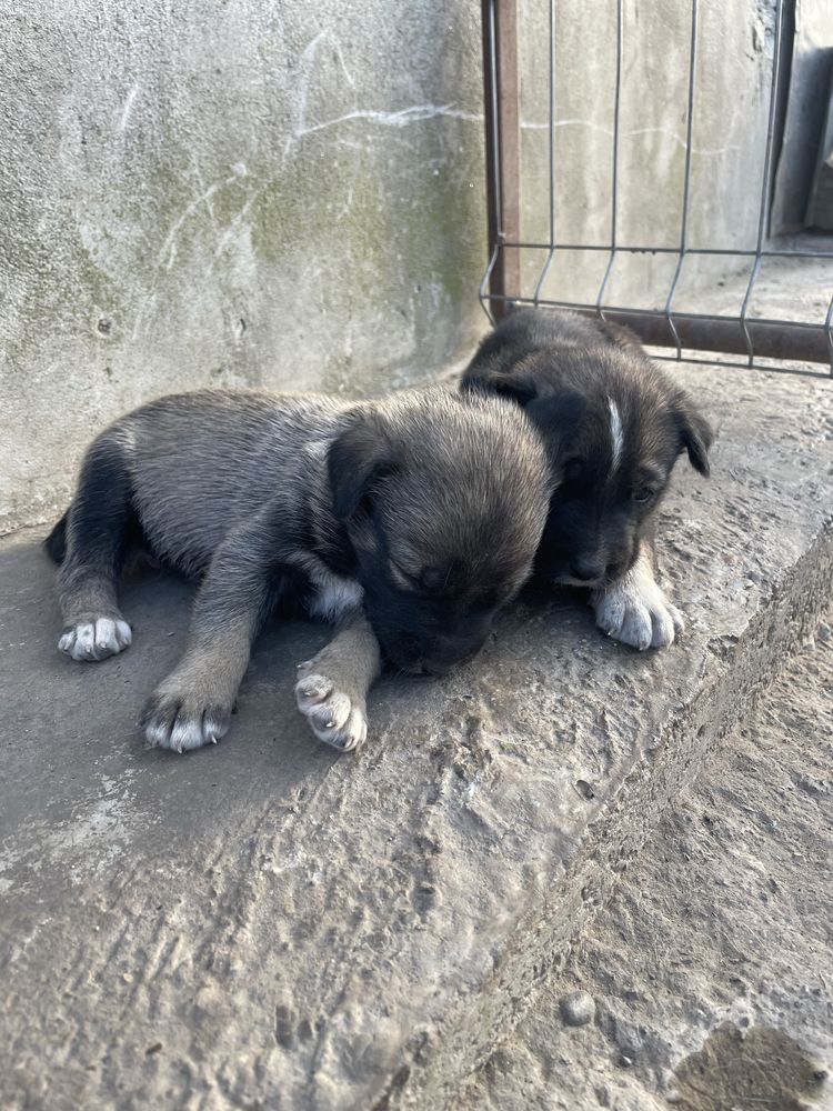 Ofer spre adopție căței metiși cu husky – Brăila (Romanu)