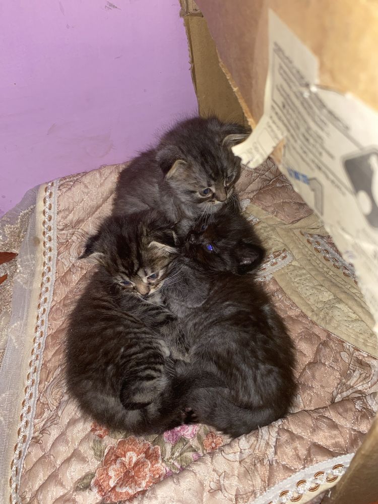 котята породистые