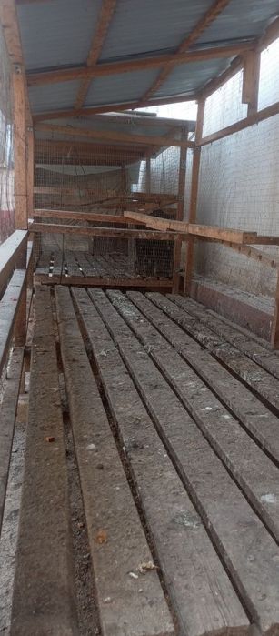 Товук катак сотилади срочний сураганга нархи келишилади.