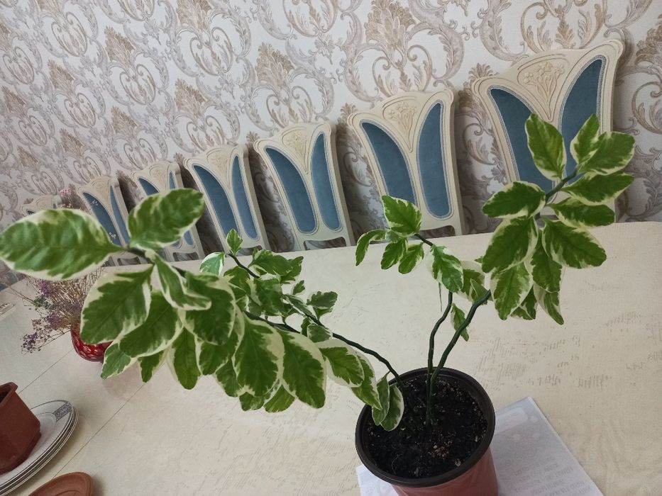 Комнатное растение