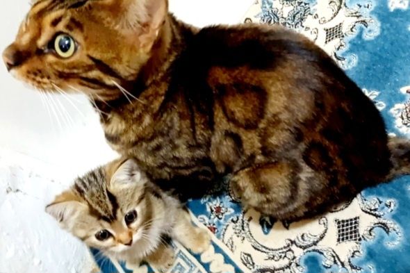 Котенок полу бингальский