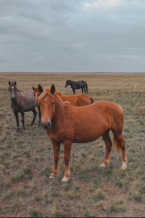 Ту бие сатылады, немесе сойылады